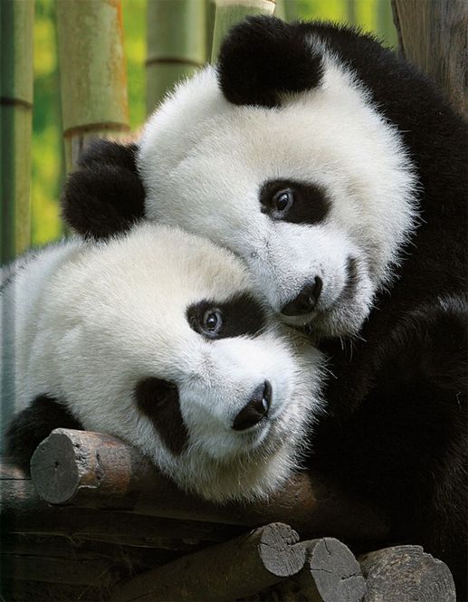 Hovedbilde Pandas Skrivebok